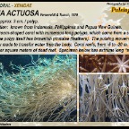 Xenia actuosa - Pulsing coral