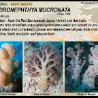Dendronephthya mucronata -  Nephteidae