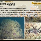 Tubipora  musica - Tubiporidae