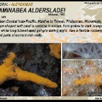 Paraminabea  aldersladei - Alcyoniidae