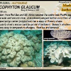 Sarcophyton glaucum - Alcyoniidae