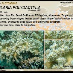Sinularia polydactyla - Alcyoniidae