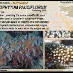 Lobophytum pauciflorum - Alcyoniidae