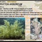 Litophyton arboreum - Nephtheidae