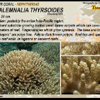 Paralemnalia thyrsoides - Nephtheidae
