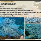 Acalycigorgia sp.
