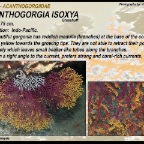Acanthogorgia isoxya - Acanthogorgiidae