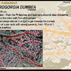 Astrogorgia dumbea - Plexauridae