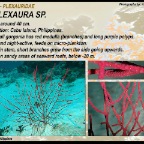 Euplexaura sp. - Plexauridae
