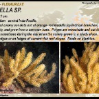 Ctenocella  pectinata - Ellisellidae