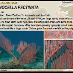 Ctenocella  pectinata - Ellisellidae