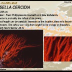 Ellisella cercidia - Ellisellidae