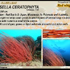 Ellisella ceratophyta - Ellisellidae