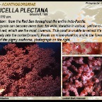 Muricella plectana - Acanthogorgiidae