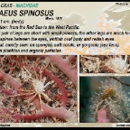 Achaeus spinosus - Hydroid spider crab