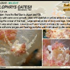 Hoplophrys oatesii - Soft coral spider crab