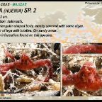 Huenia sp. 2 - Spider crab