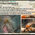 Hyastenus bispinosus - Hydroid arrow crab