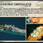 Xenocarcinus tuberculatus - Spider crab