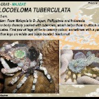 Cyclocoeloma tuberculata - Spider crab