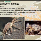 Schizophrys aspera - Spider crab