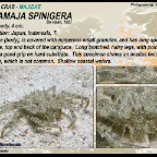 Paramaja spinigera - Spider crab