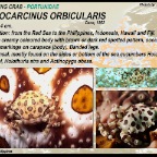 Lissocarcinus orbicularis - Swimming  crab