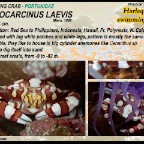 Lissocarcinus laevis - Swimming  crab