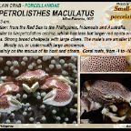 Neopetrolisthes maculatus - Small dot porcelain crab