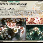 Neopetrolisthes  oshimai - Porcelain crab