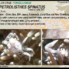Neopetrolisthes spinatus - Porcelain crab