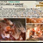 Porcellanella haigae - Porcelain  crab