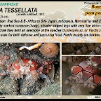 Lybia  tesselata - Pompom crab