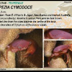 Trapezia cymodoce - coral crab