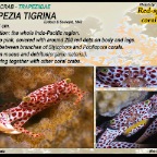 Trapezia tigrina - Red-spotted coral crab 