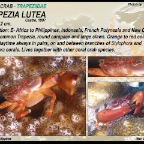 Trapezia lutea - Coral  crab 