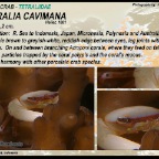 Tetralia cavimana - Coral crab