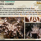 Zebrida adamsii - Urchin crab