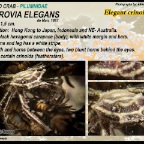 Harrovia elegans - Elegant crinoid crab