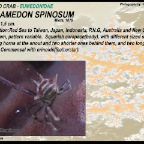 Tiaramedon spinosum - Thorny crinoid crab