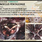 Echinoecus pentagonus - Urchin crab