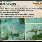 Calappa calappa - Smooth box crab
