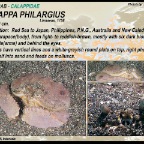 Calappa philargius - Box crab