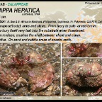 Calappa hepatica - Box crab