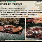 Charybdis  acutifrons - Swimming crab