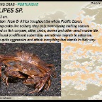 Ovalipes sp. - Swimmin crab