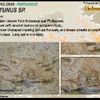 Portunus sp. - Swimming crab