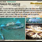 Portunus  pelagicus - Swimming crab