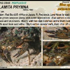 Thalamita prymna - Blue-spined swimming crab