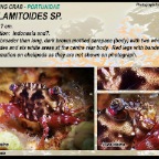 Thalamitoides sp. - Swimming crab